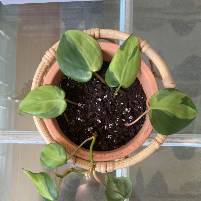 Philodendron 'Thai Sunrise' plant in a terracotta pot with visible soil and healthy green leaves.