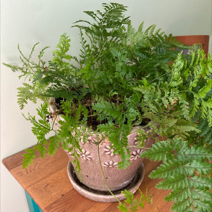 Potted Black Spleenwort fern with lush green fronds on a wooden surface.