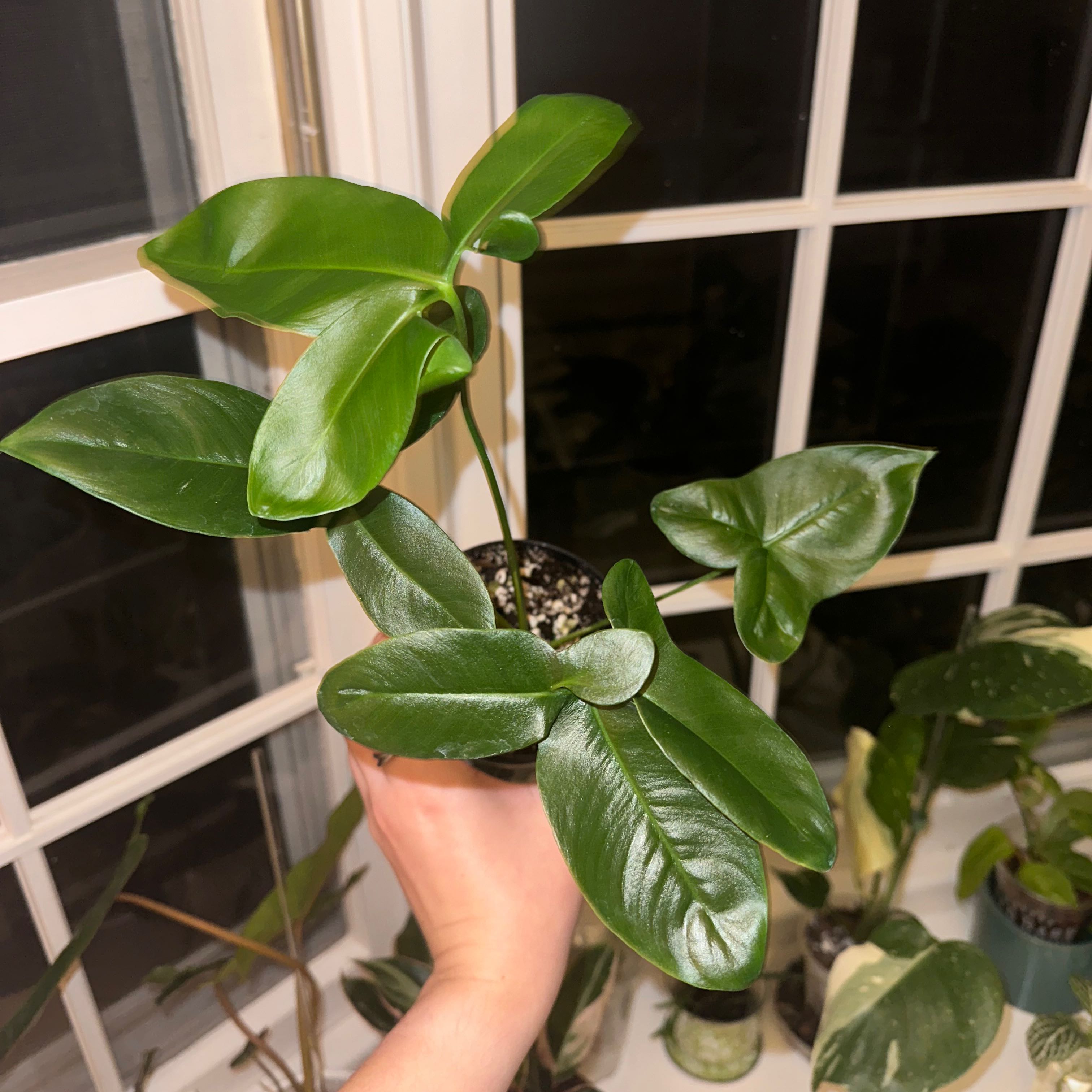 Healthy Thaumatophyllum spruceanum plant with vibrant green leaves, held by a hand.