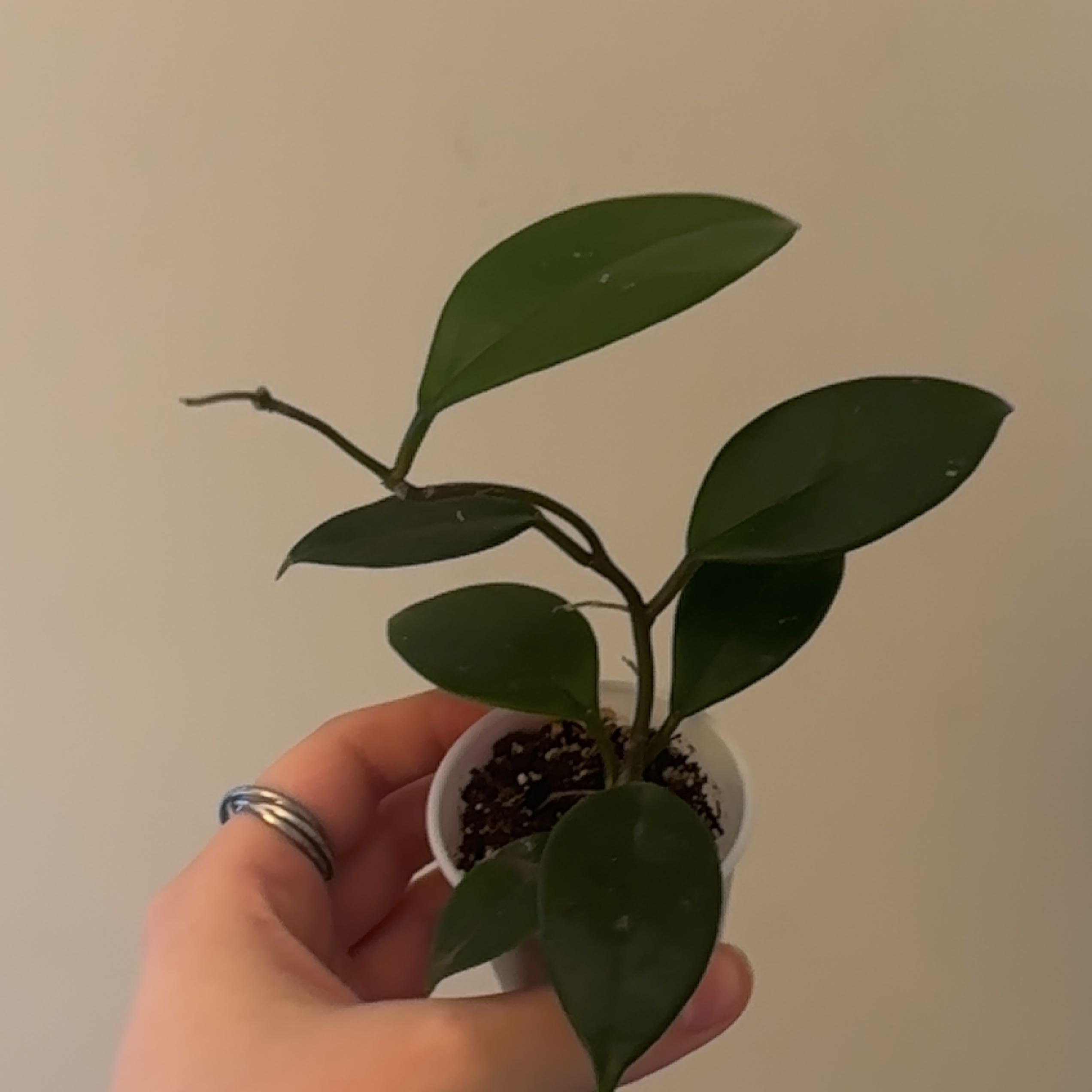 A healthy Chelsea Hoya plant with dark green leaves held by a hand in a small pot.