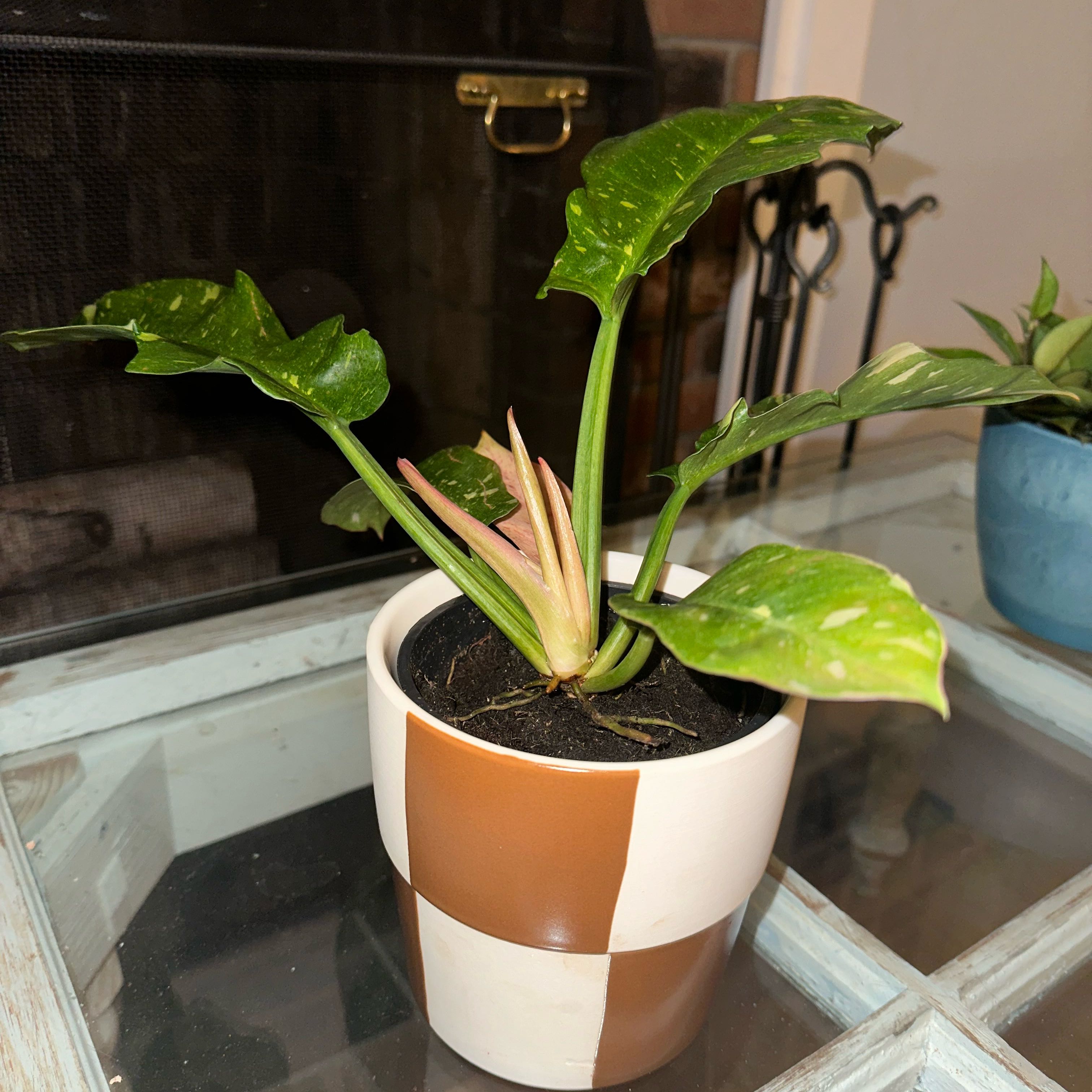 Philodendron 'Ring of Fire' plant in a pot with visible soil, well-framed and in focus.