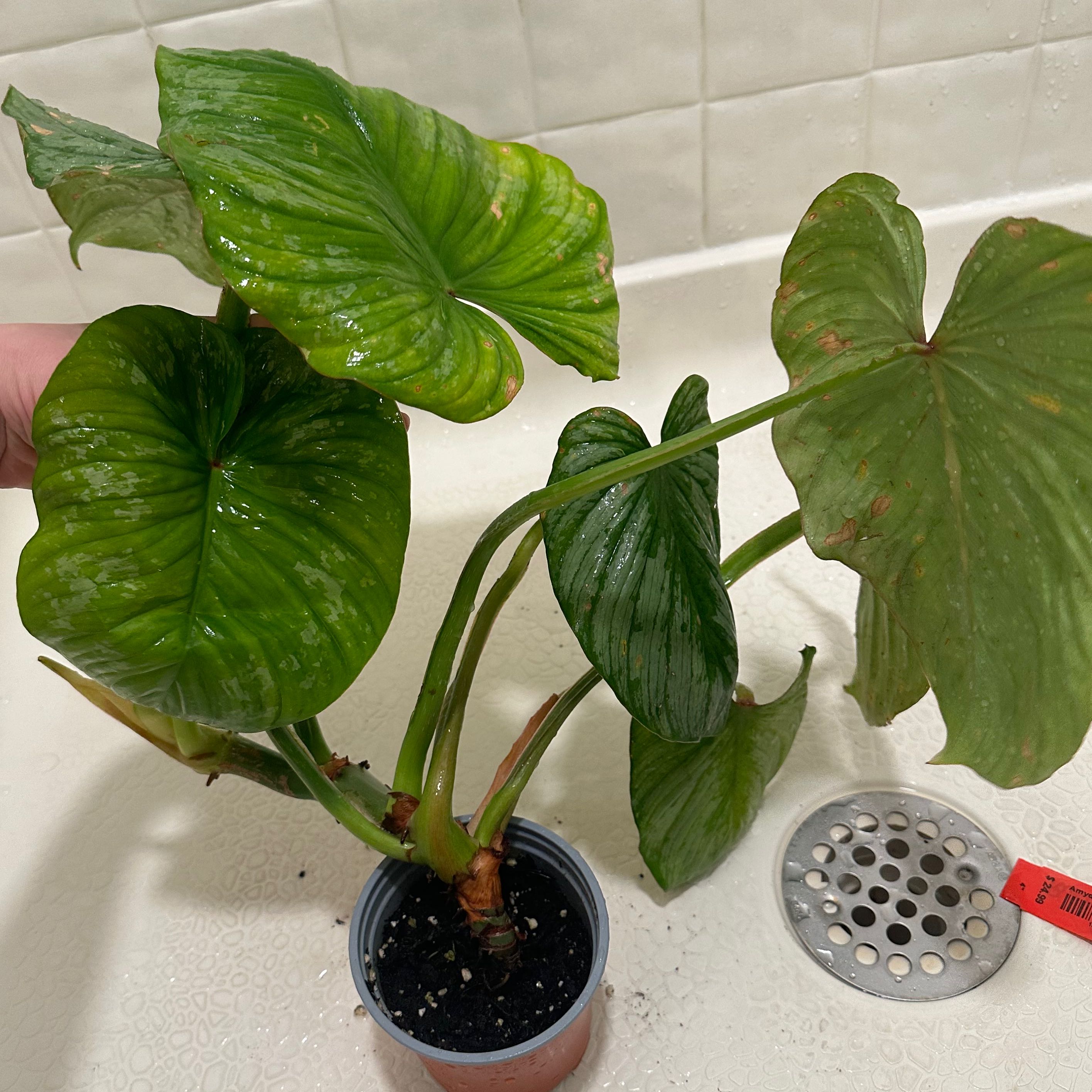 Philodendron 'Silver Cloud' plant in a small pot with some minor leaf browning, placed in a sink.