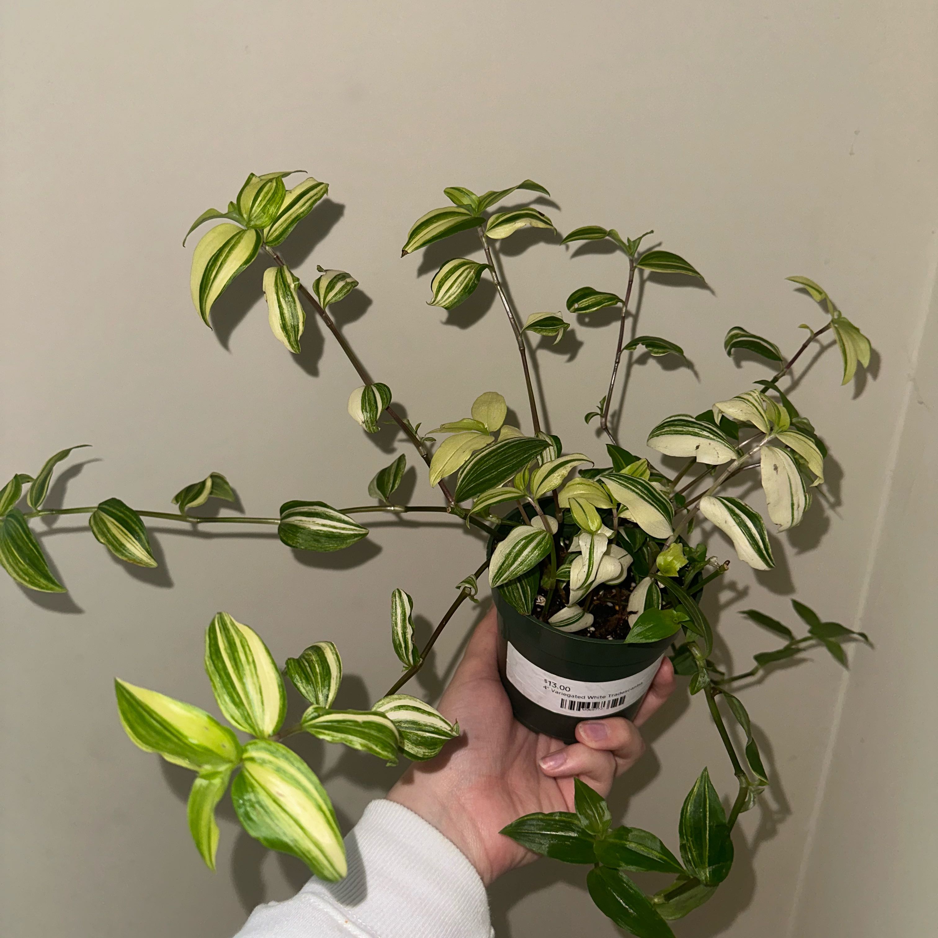 Tradescantia 'Yellow Zebra' plant with variegated leaves held by a hand.