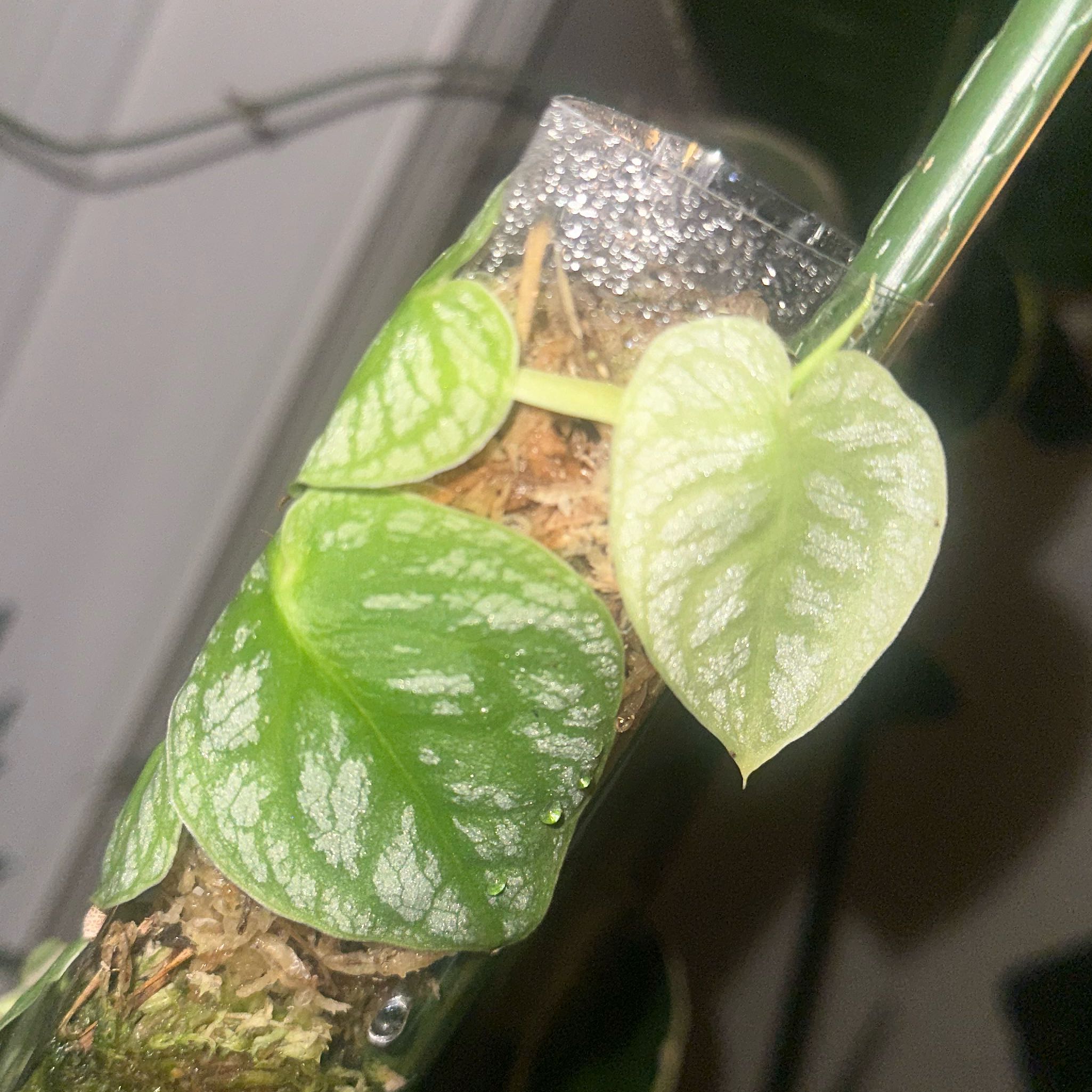 Shingle Plant with healthy green and variegated leaves climbing a support structure.