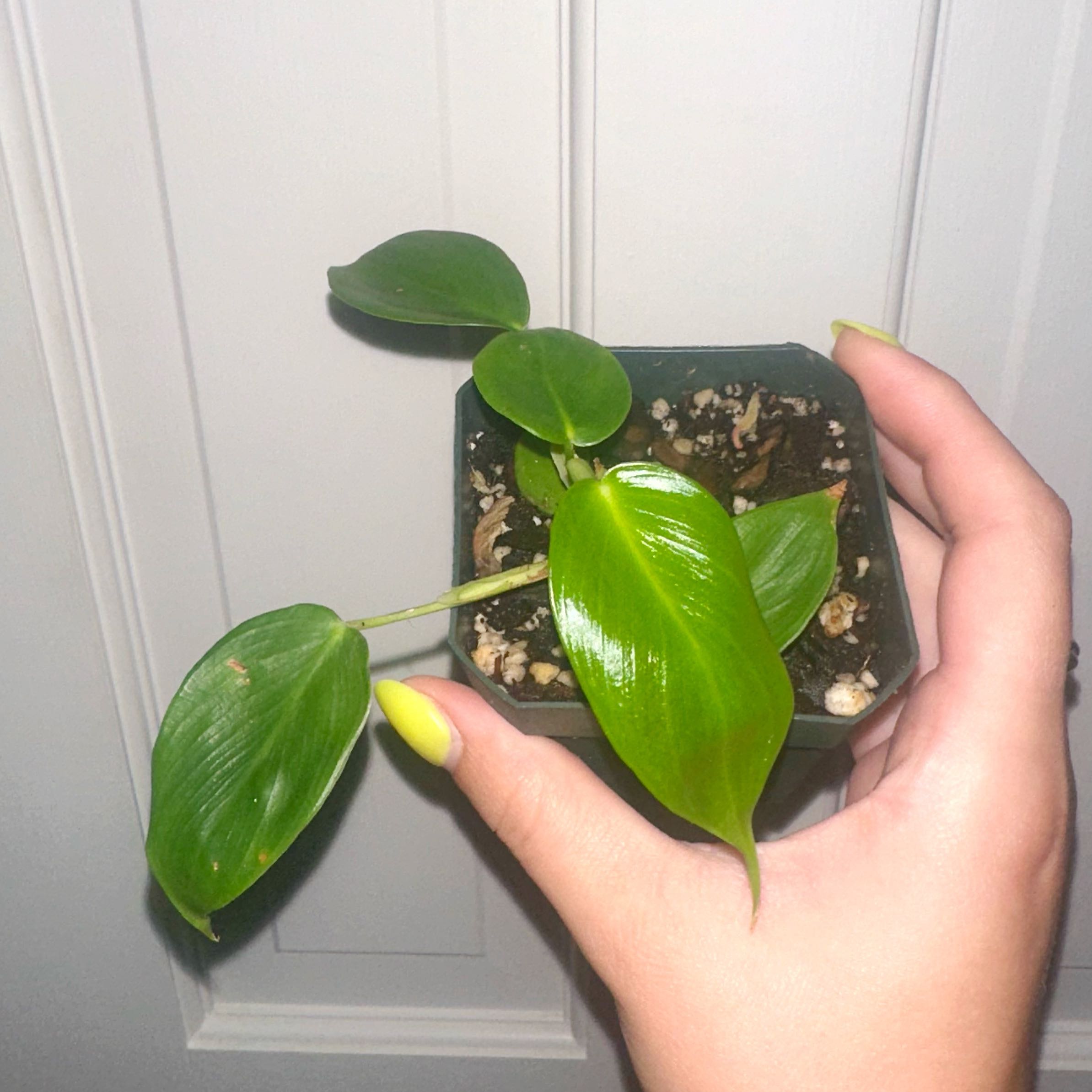 Photo of the plant species Philodendron esmeraldense by @kmaytender named Selma on Greg, the plant care app