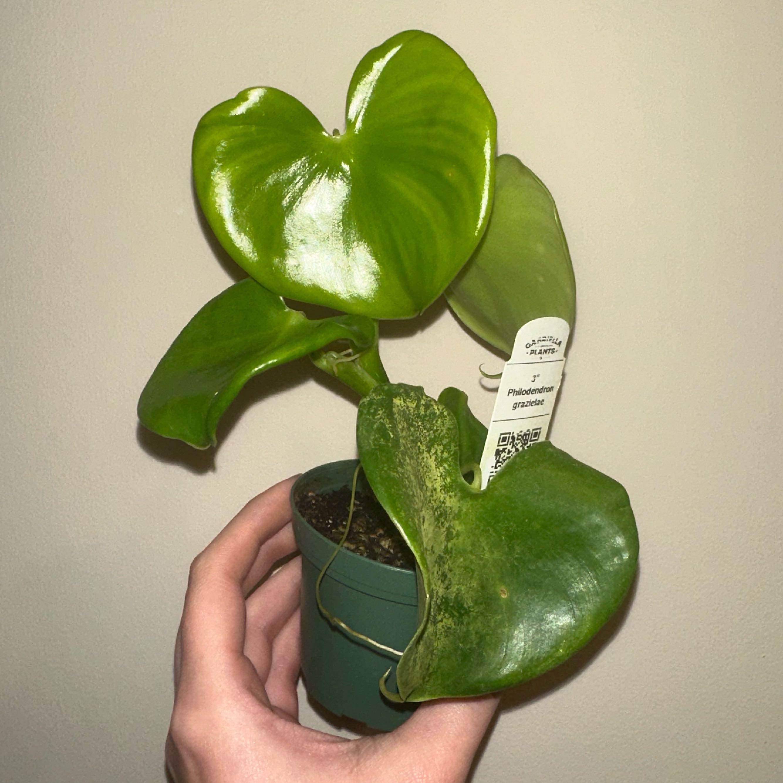 Photo of the plant species Philodendron grazielae by @kmaytender named Keanu Leaves on Greg, the plant care app