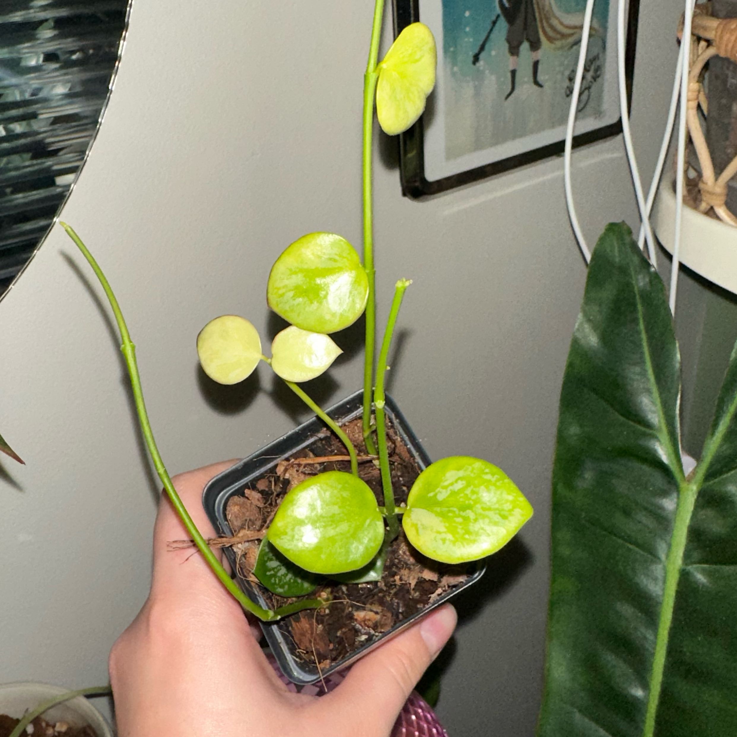 Photo of the plant species Hoya bicolor by @kmaytender named Beyonce on Greg, the plant care app