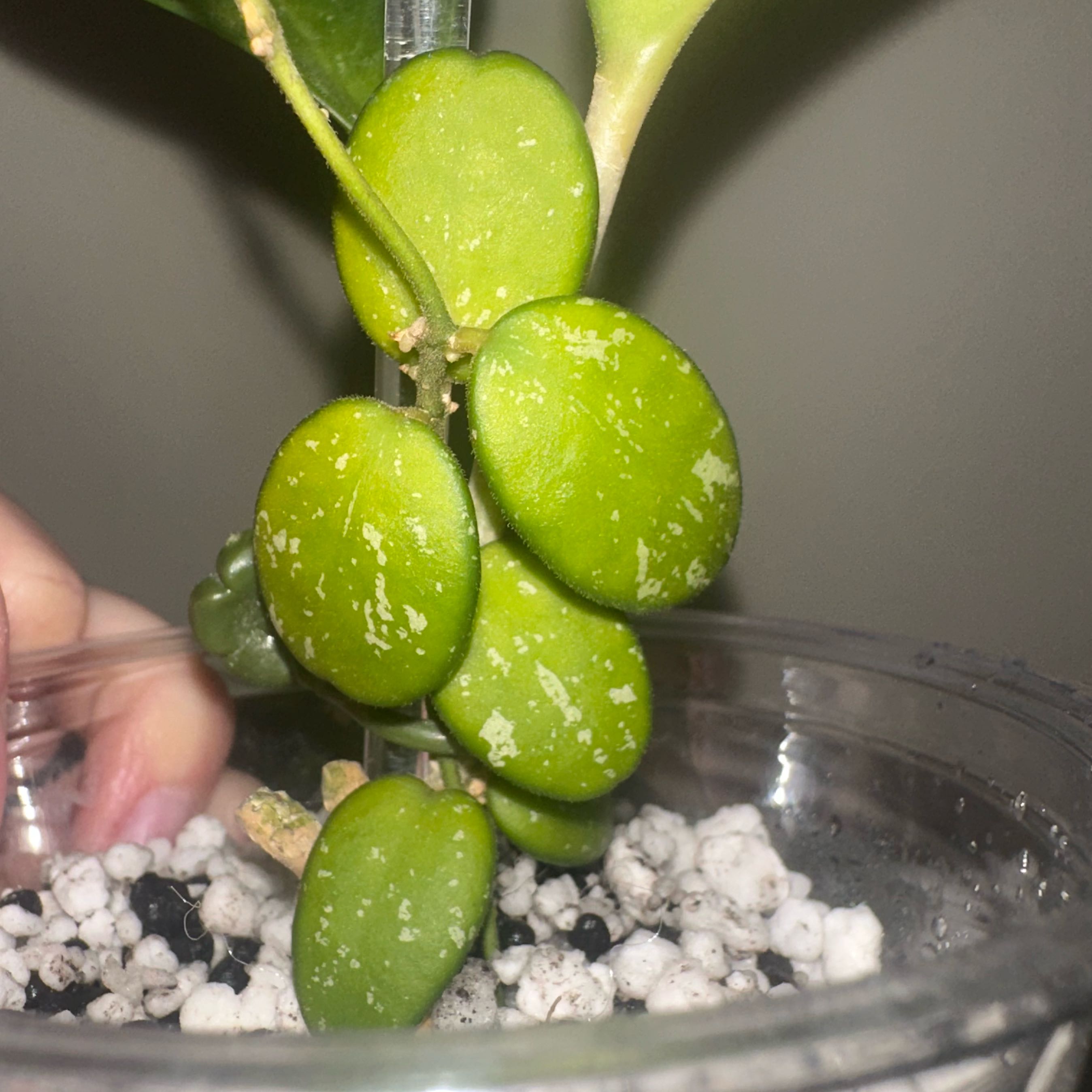 Photo of the plant species Hoya GPS 7240 by @kmaytender named Sigmund on Greg, the plant care app
