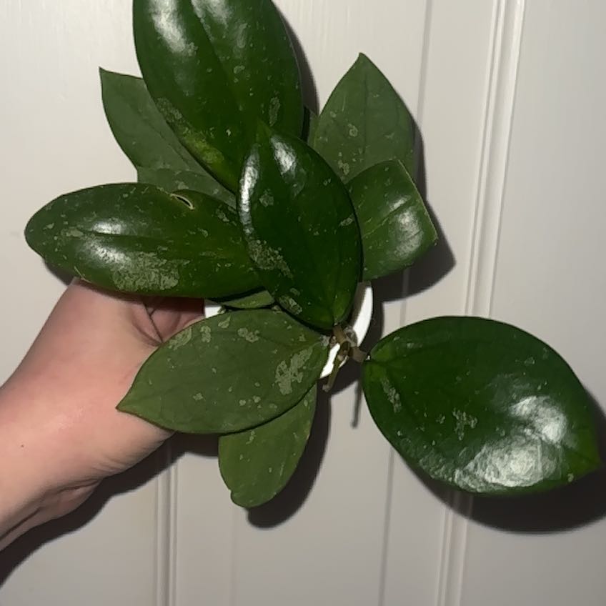 Photo of the plant species Hoya Jennifer by @kmaytender named McKinley on Greg, the plant care app