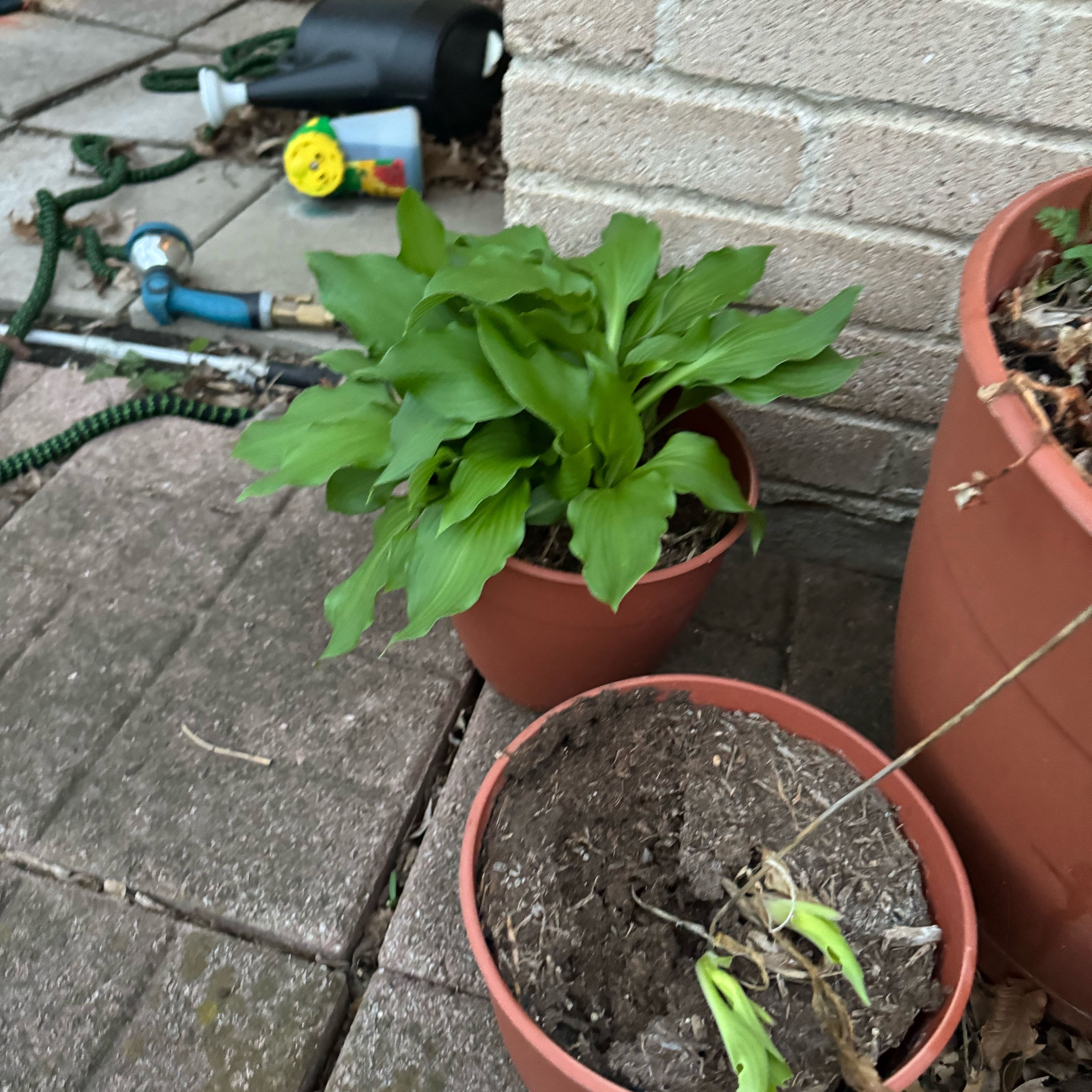 Photo of the plant species Hosta 'Sum and Substance' by @YesCoslettuce named Apollo on Greg, the plant care app
