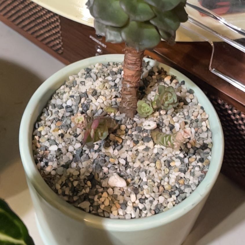 Photo of the plant species Echeveria Spruce Oliver by @CrowleyOasis named Captain Plant-it on Greg, the plant care app