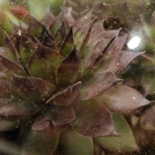 Photo of the plant species Sempervivum 'Red Heart' by @SmartCherimoya named Cordelia on Greg, the plant care app