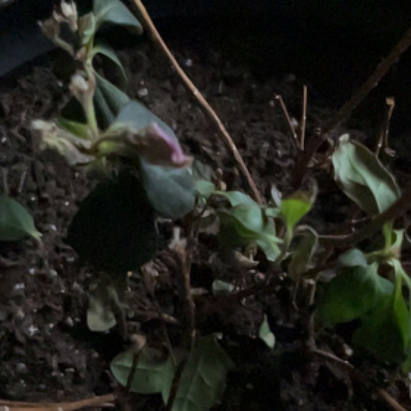 Photo of the plant species Autumn Carnation Azalea by @FullLilacchina named Gomez on Greg, the plant care app
