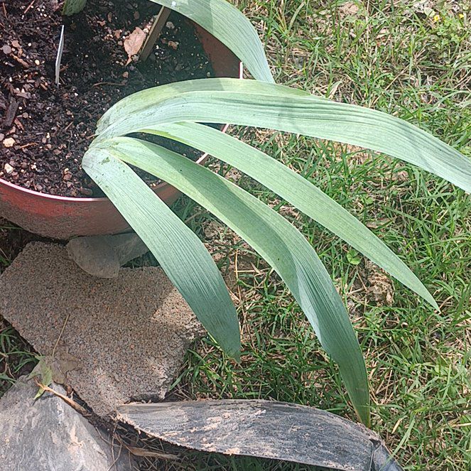 Photo of the plant species Orris-root by @jamilulu88 named Daphne on Greg, the plant care app