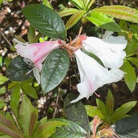 Photo of the plant species Western Azalea by @BigDragonjade named Luna on Greg, the plant care app