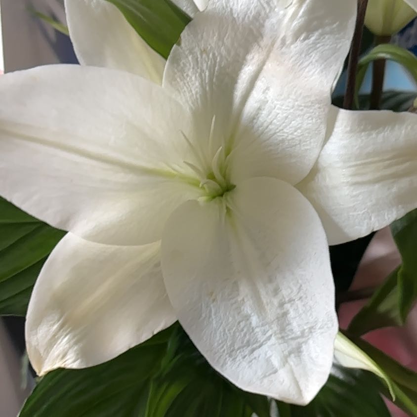 Close-up of a healthy white Madonna Lily flower with green leaves in the background.