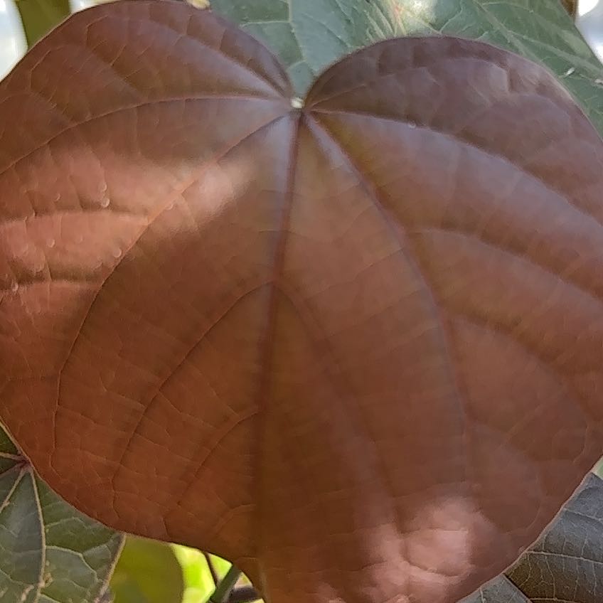 Photo of the plant species Red Beach Hibiscus by @PresidentHope named Aria on Greg, the plant care app