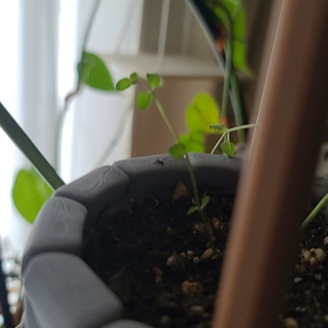 Photo of the plant species Chocolate Mint by @PoetPaperwhite named Coco on Greg, the plant care app