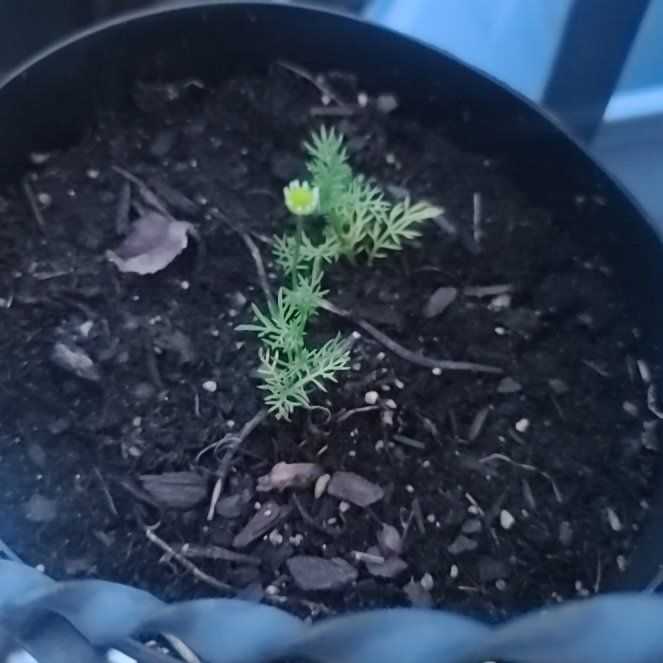 Photo of the plant species German Chamomile by @PoetPaperwhite named Hemingway on Greg, the plant care app