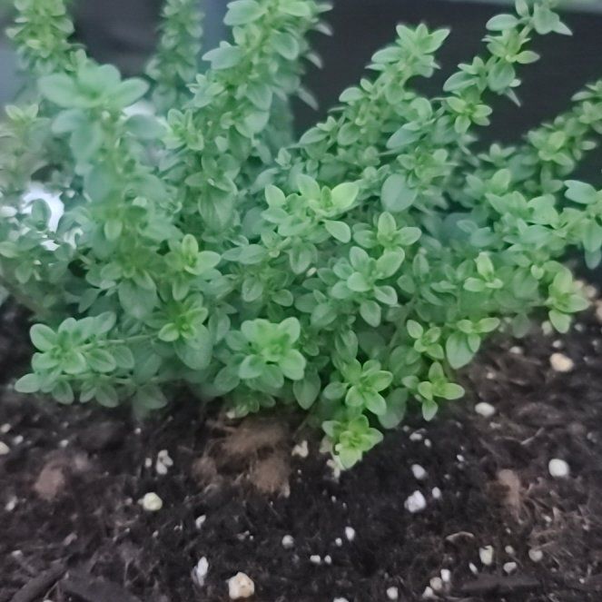 Photo of the plant species Lemon Thyme by @PoetPaperwhite named Aristotle on Greg, the plant care app
