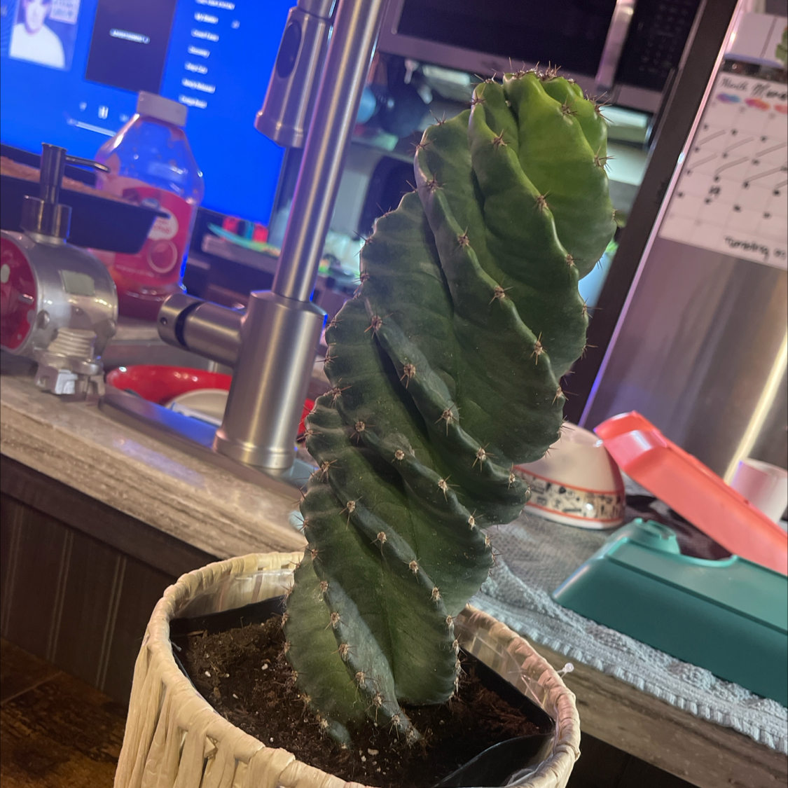 Image of a healthy Spiral Cactus in a pot with visible soil.