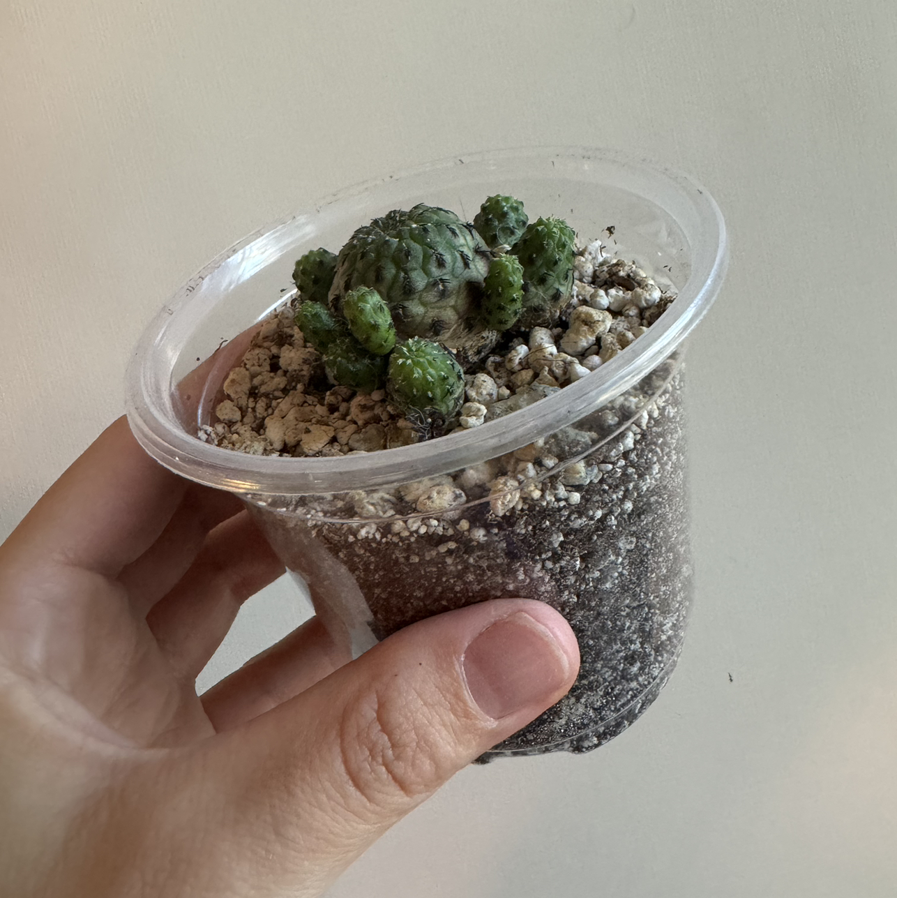 Photo of the plant species Rebutia canigueralii by @tnfranco named Denali on Greg, the plant care app