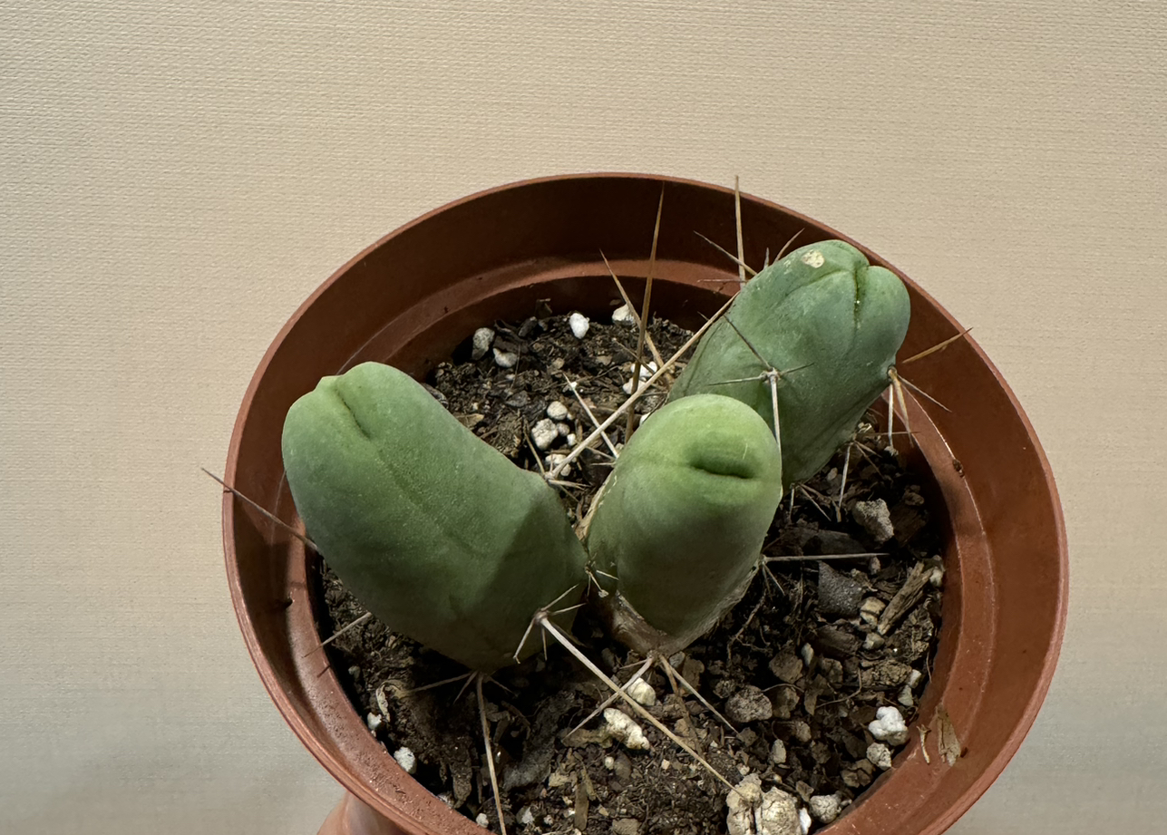Photo of the plant species penis cactus by @tnfranco named Elina on Greg, the plant care app