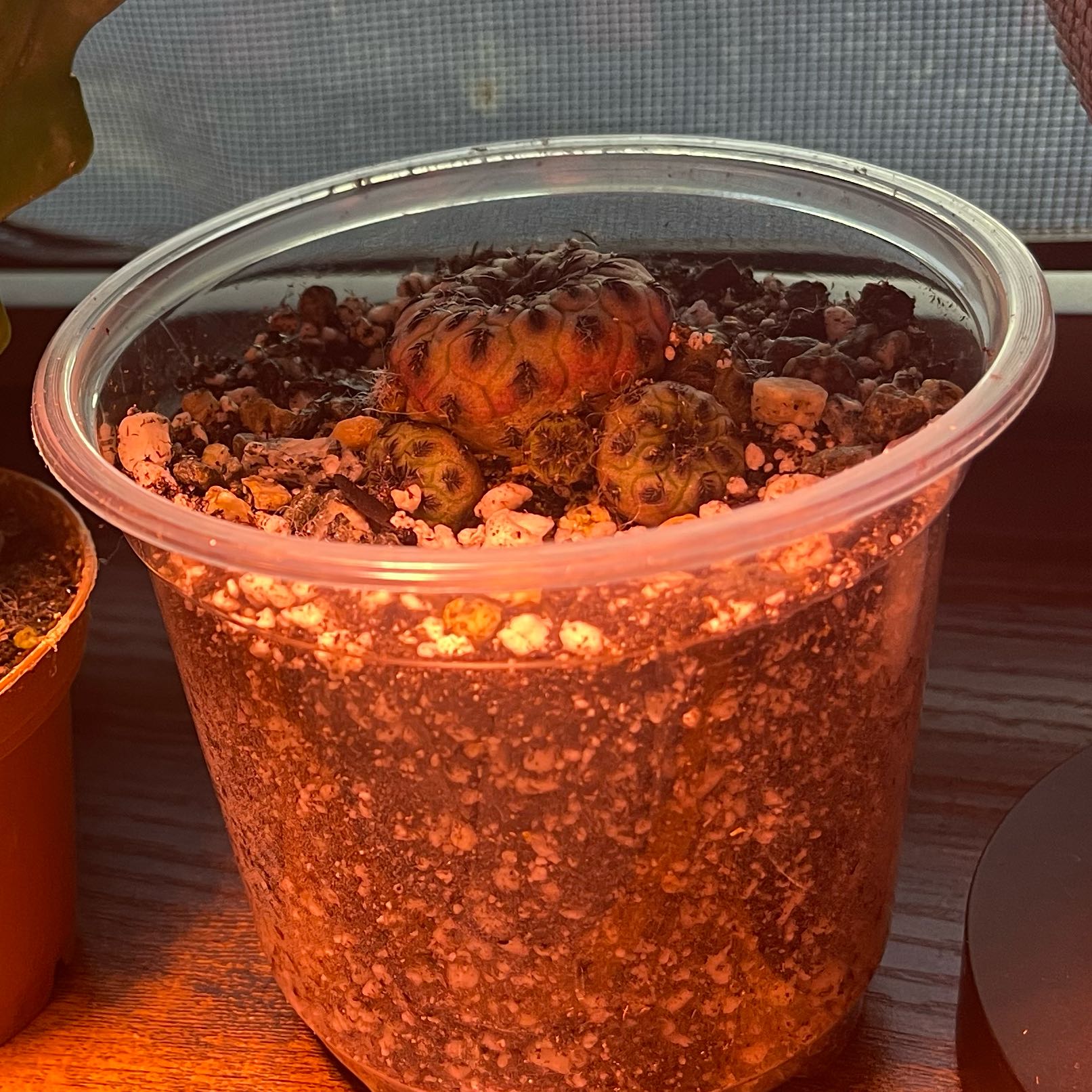 Rebutia canigueralii cactus in a clear plastic container with visible soil and small rocks.