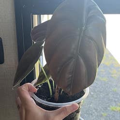 Alocasia ‘Red Secret’ plant