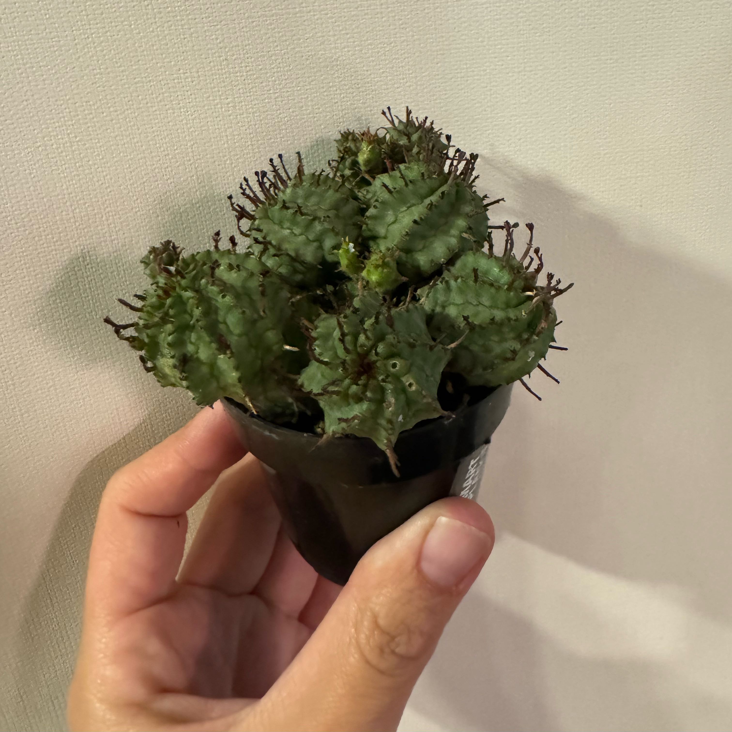 Photo of the plant species Euphorbia polygona 'Snow Storm' by @tnfranco named Tupot amaroot on Greg, the plant care app