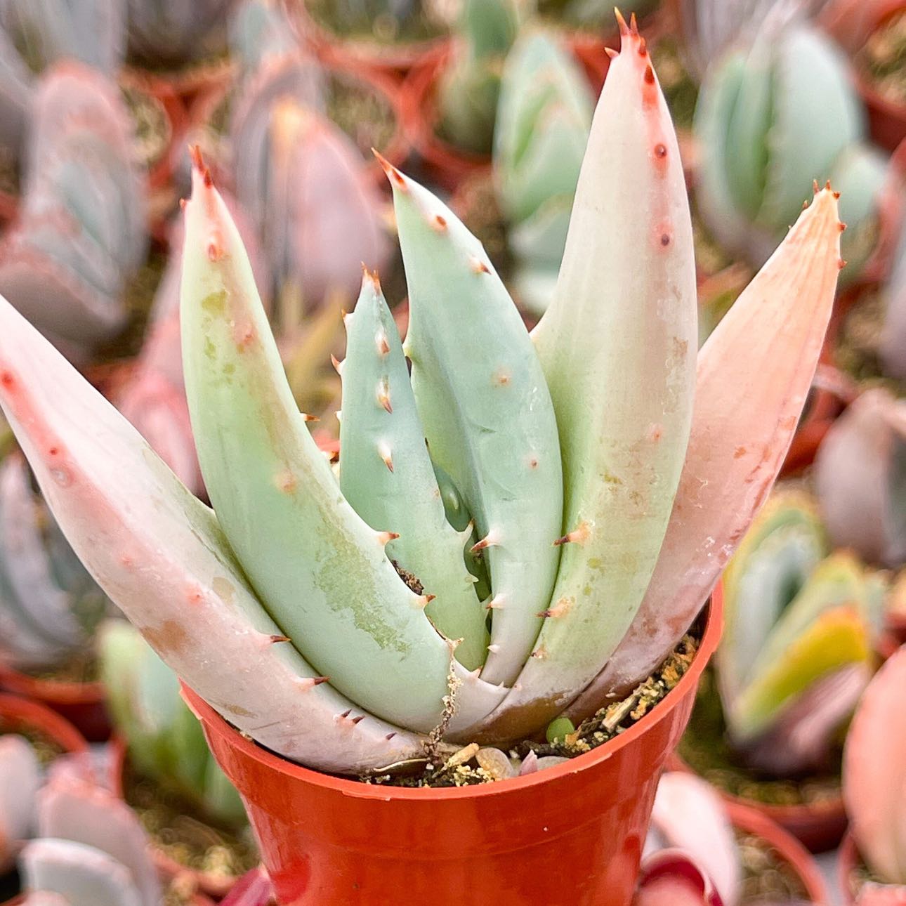 Photo of the plant species Fez aloe by @tnfranco named Aloe ”Peglerae” on Greg, the plant care app