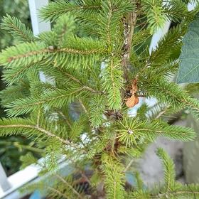 Photo of the plant species Eastern Spruce by @SterlingQuenepa named Queen on Greg, the plant care app