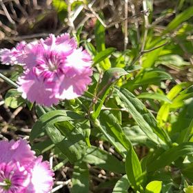 Photo of the plant species Sweet William by @SterlingQuenepa named Maya on Greg, the plant care app