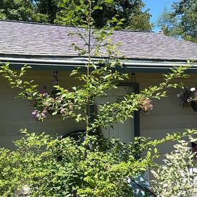Photo of the plant species Siberian Elm by @SterlingQuenepa named Ulysses S Plant on Greg, the plant care app