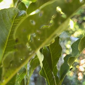 Photo of the plant species Carrotwood by @SterlingQuenepa named Emerson on Greg, the plant care app