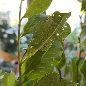 Photo of the plant species Bay Laurel by @SterlingQuenepa named James Dean on Greg, the plant care app