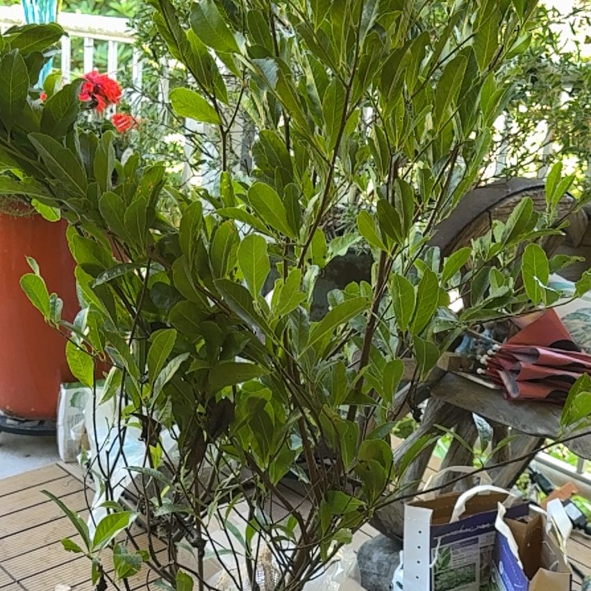 Photo of the plant species Star Magnolia 'Rubra' by @SterlingQuenepa named Bella on Greg, the plant care app