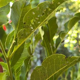 Photo of the plant species Carrotwood by @SterlingQuenepa named Hamilton on Greg, the plant care app