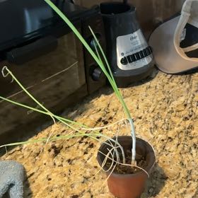 Photo of the plant species Crow Garlic by @YernGreatbrome named Orwell on Greg, the plant care app