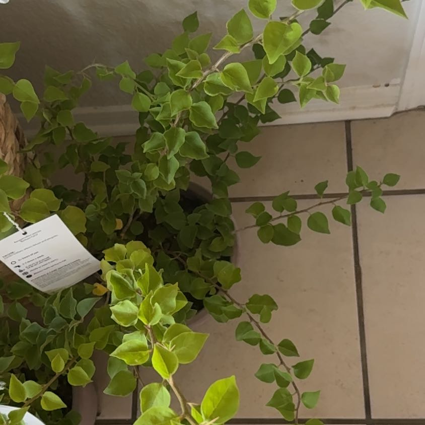 Photo of the plant species Barbara Karst Bougainvillea by @YernGreatbrome named King Author on Greg, the plant care app