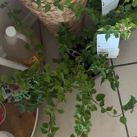 Photo of the plant species Barbara Karst Bougainvillea by @YernGreatbrome named Sir Lancelot on Greg, the plant care app
