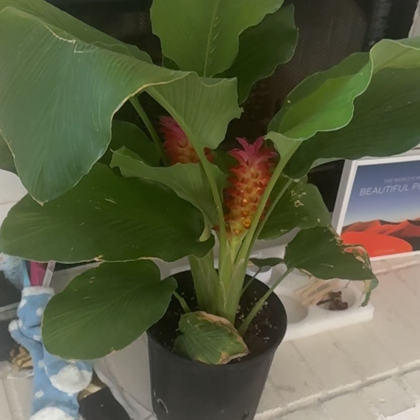 Photo of the plant species Red Ginger by @YernGreatbrome named Wendy Darling on Greg, the plant care app