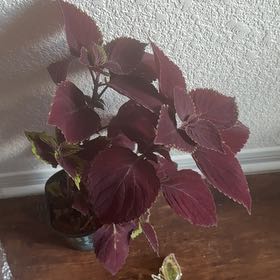Photo of the plant species Wizard® Velvet Red Coleus by @YernGreatbrome named Vidia on Greg, the plant care app