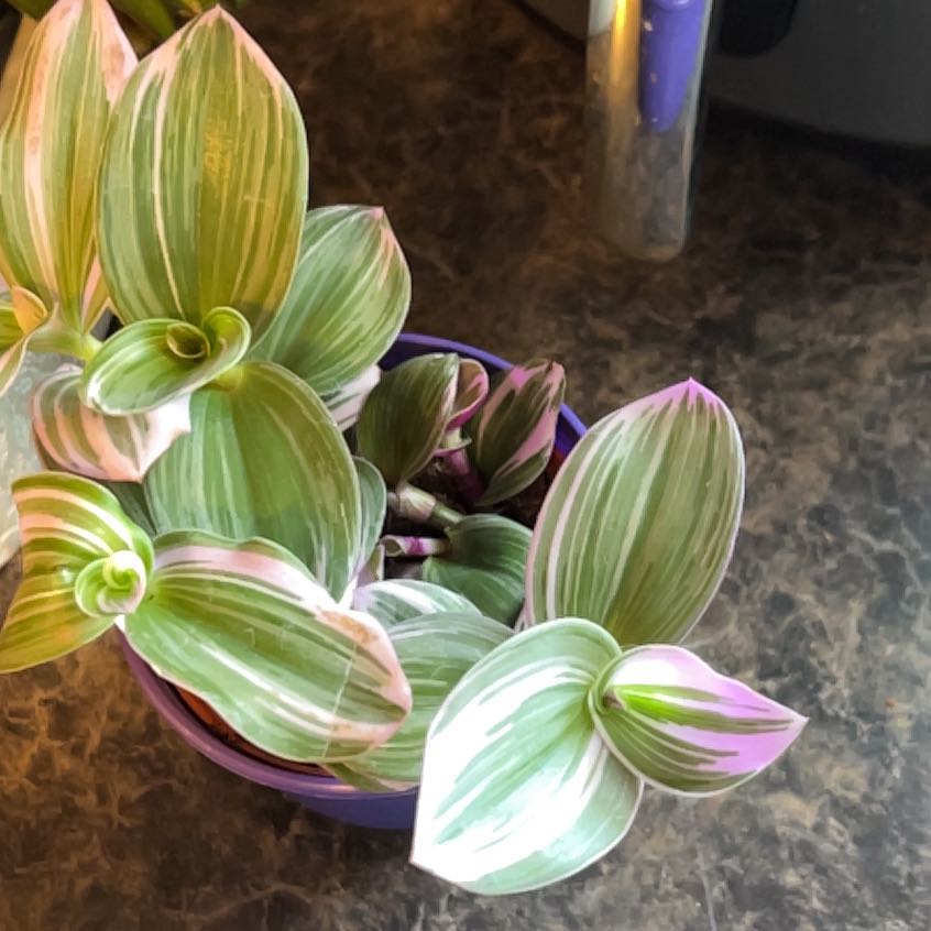 Tradescantia Bubblegum plant with variegated green, white, and pink leaves in a small pot.