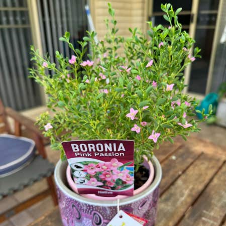 Photo of the plant species Boronia Pink Passion by @elladellaluna named Pikilyi on Greg, the plant care app