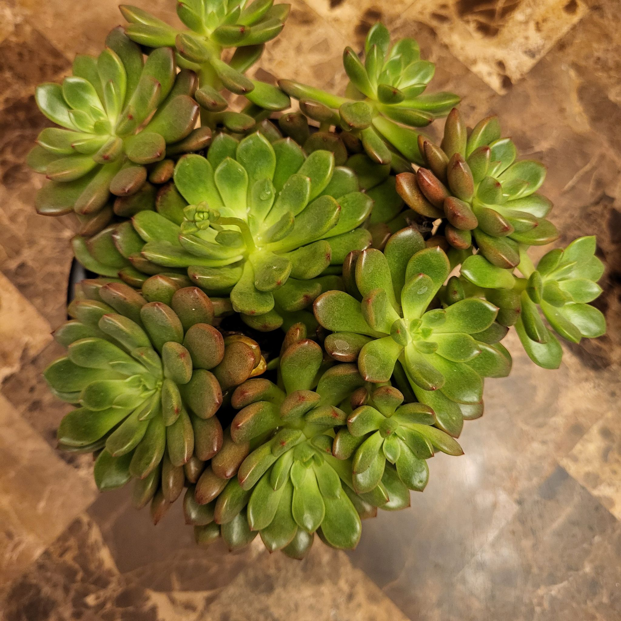 Graptoveria 'Bashful™' succulent with green leaves and slight browning edges on a marble surface.