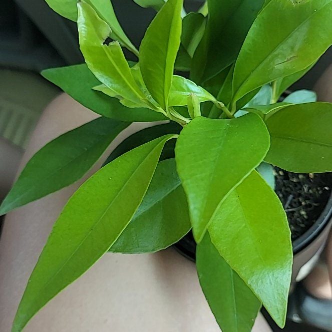 Photo of the plant species Low Shoebutton by @FunAutumnsage named Elle on Greg, the plant care app