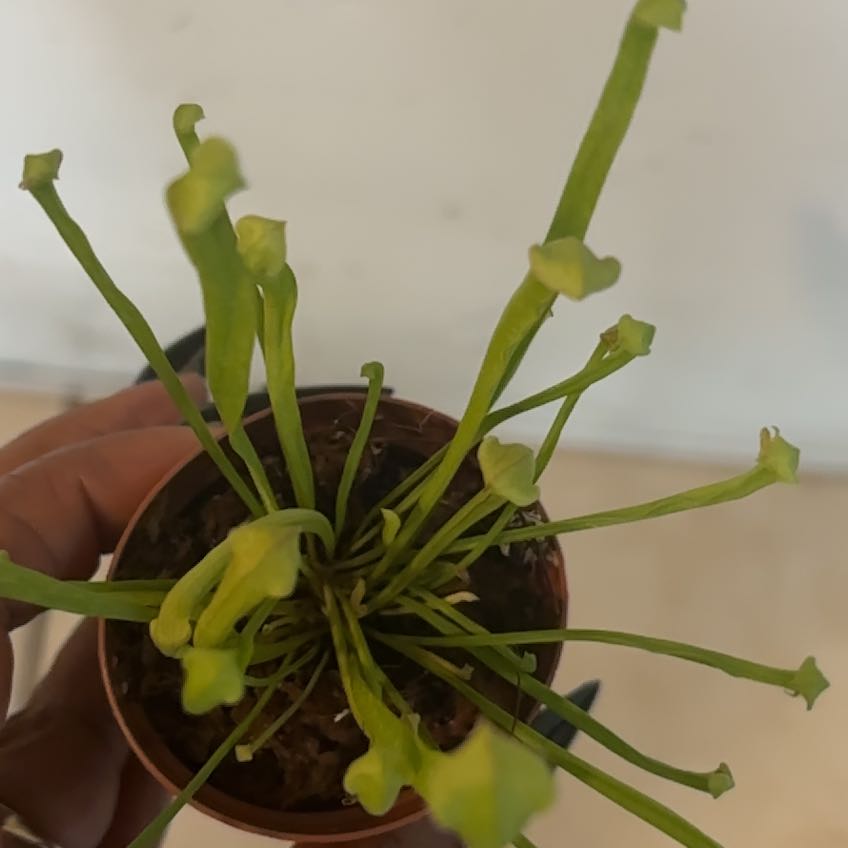 Photo of the plant species Yellow Pitcher Plant by @LuxuryBogarum named Carter on Greg, the plant care app