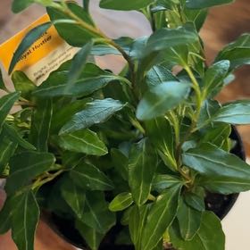 Photo of the plant species Royal Hustler Ivy by @LuxuryBogarum named Prince on Greg, the plant care app
