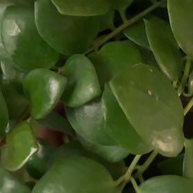 Photo of the plant species Aeschynanthus 'Thai Pink' by @LuxuryBogarum named Thai on Greg, the plant care app